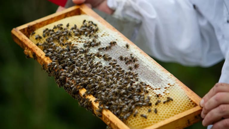 نحلة.. جاسوسة!