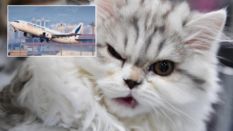Plane Forced to Land in Sudan After Cat Attacks Pilot in Mid-Air, ‘Hijacking’ Cockpit