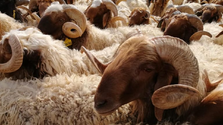 لبنان في خطر.. وهذا ما كشفته وزارة الزراعة لموقع mtv