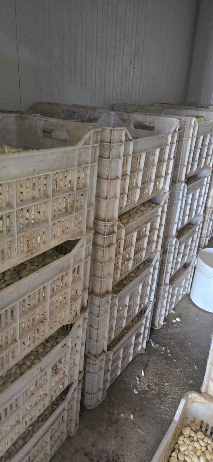 Photos: Spoiled Garlic Prepared in Refugee Tents Exposes New Corruption Case