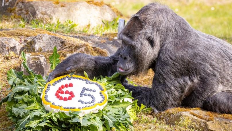 World's Oldest Gorilla Celebrates 65th Birthday With Cake