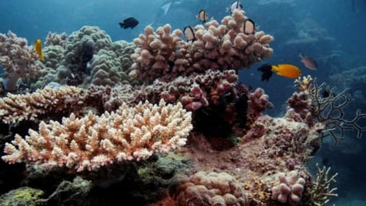 Australia's Great Barrier Reef will survive if warming kept to 1.5 degrees