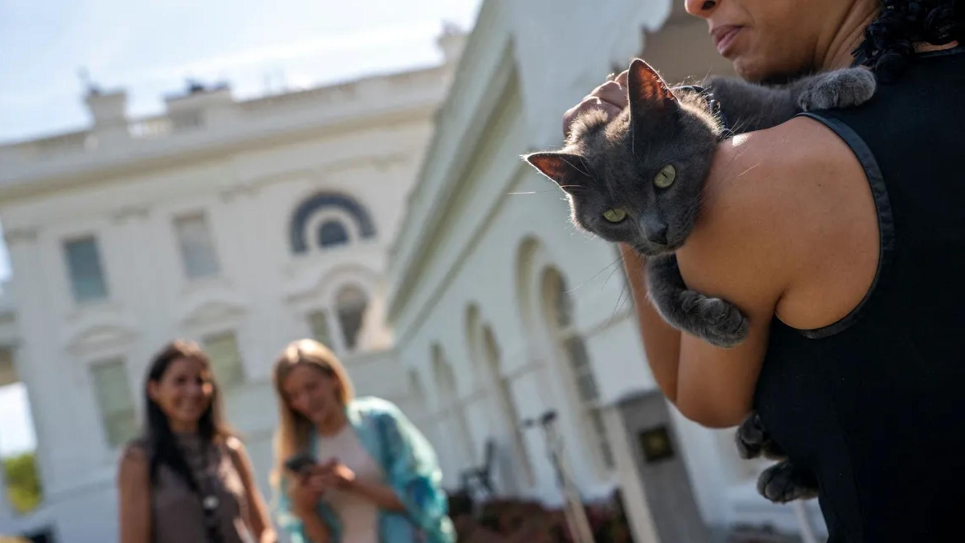 بالصّور: قطّة تُثير ضجّة في البيت الأبيض