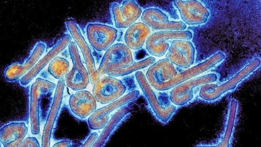 What is Marburg virus and how does it kill humans?