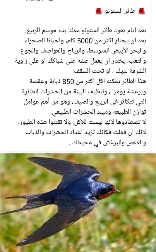 تحذير بيئي من جنبلاط: لا تصطادوا هذا الطائر