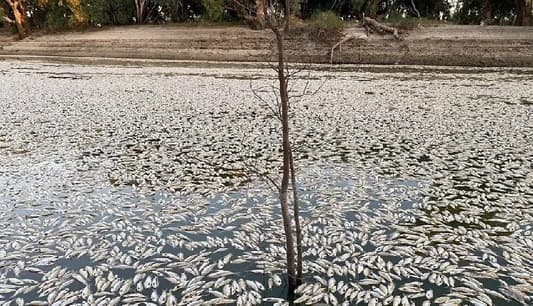 Millions of dead fish found in Australian river