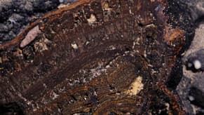 Study Shows Deep Sea Mining Impacts Still Felt Forty Years On