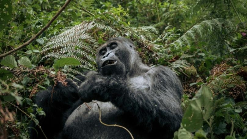 Main Highlight Image