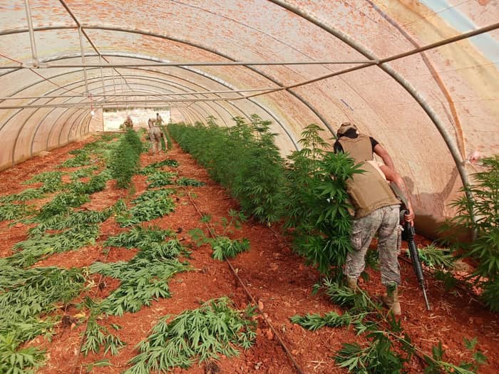 في بوداي: ١٦ خيمة "ماريجوانا"... وضبط أسلحة وذخائر