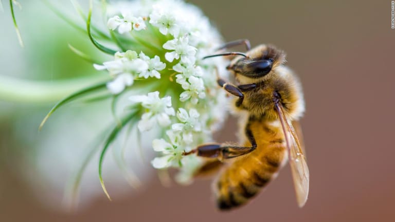 The First-Ever Vaccine for Honeybees Has Been Approved by the USDA