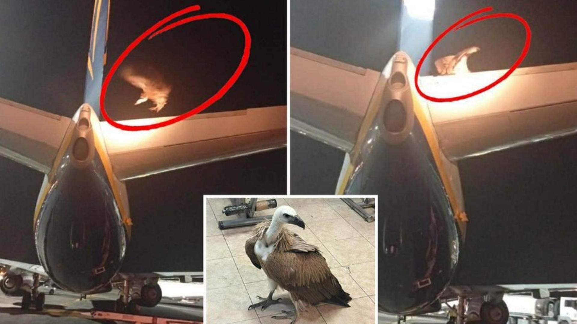بالصّور: نسر عملاق يعطّل رحلة طائرة