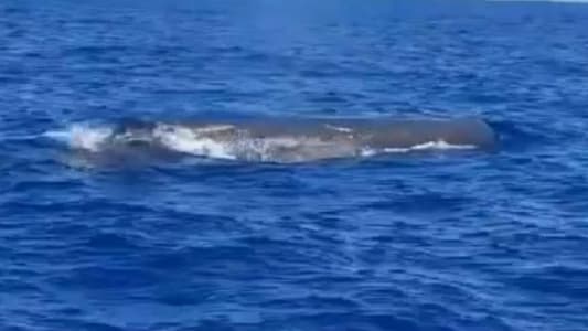 Photo: Whale spotted off Lebanese coast