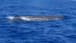 Photo: Whale spotted off Lebanese coast