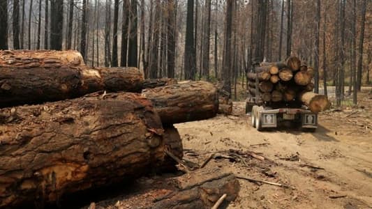 Over 100 Global Leaders Pledge to End Deforestation by 2030