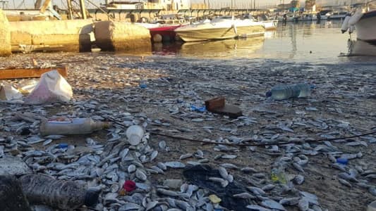 Photos: Fish killed by sewage in Sidon