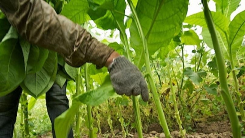 هل المزروعات ملوّثة؟ النتائج اليوم.. وهذا ما كشفه الوزير