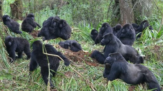 Gorillas Socially Distancing Prevents Illness Spreading, Study Finds