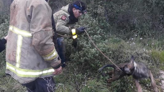 Photos: Two Dogs Rescued from Inside a Well