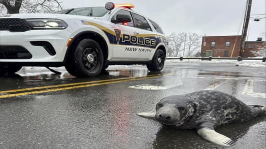 Underweight baby seal is rescued from Connecticut streets