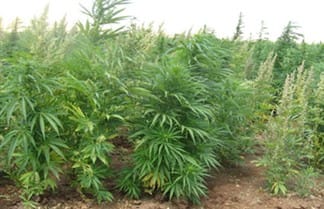 تلف 60 دونما من الحشيشة في البقاع