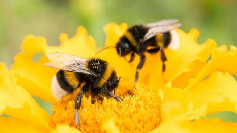 Bees Increasingly Unable to Fly Due to Climate Crisis
