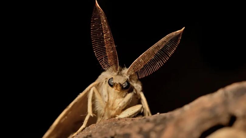 Scientists Drop ‘Inappropriate and Offensive’ Names of Moth and Ant Species
