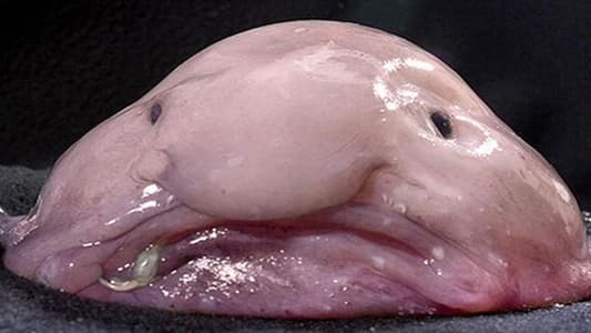 'World's ugliest animal' wins New Zealand’s fish of the year award