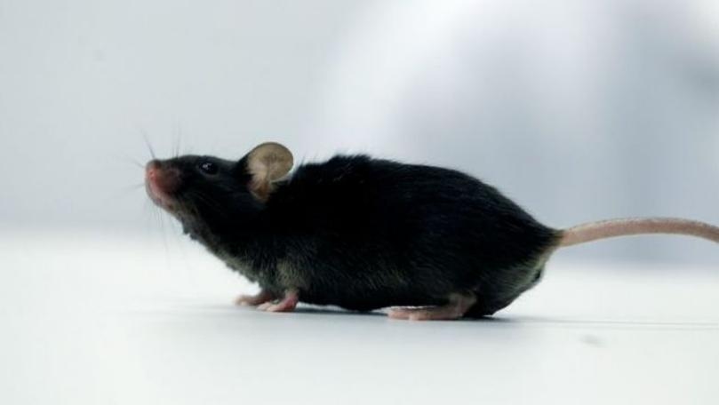 Main Highlight Image