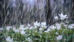 Showers and Storms Return After Brief Calm in Weather Conditions