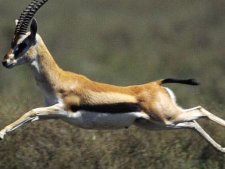 غزال شارد يهاجم شابة عشرينية