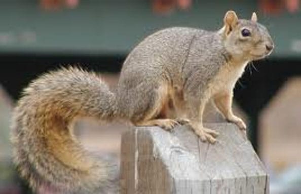 ثلاث سيارات إطفاء لإنقاذ.. سنجاب