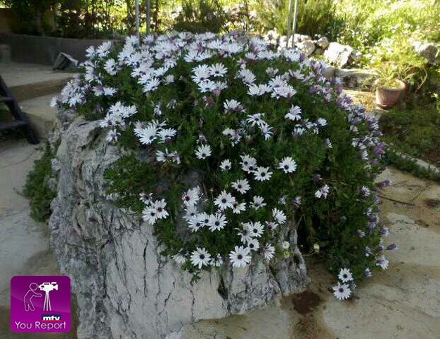 صور من الطبيعة