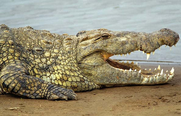 One of the Most Dangerous Crocodiles Takes Refuge in Beirut River