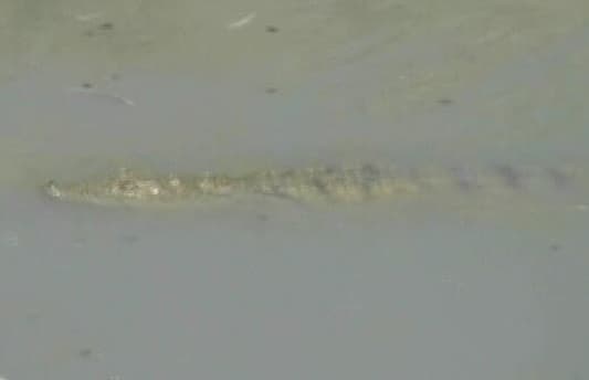 تمساح نهر بيروت يسبح ويمرح على هواه 