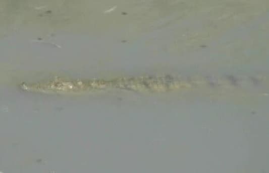 Beirut river crocodile swimming freely