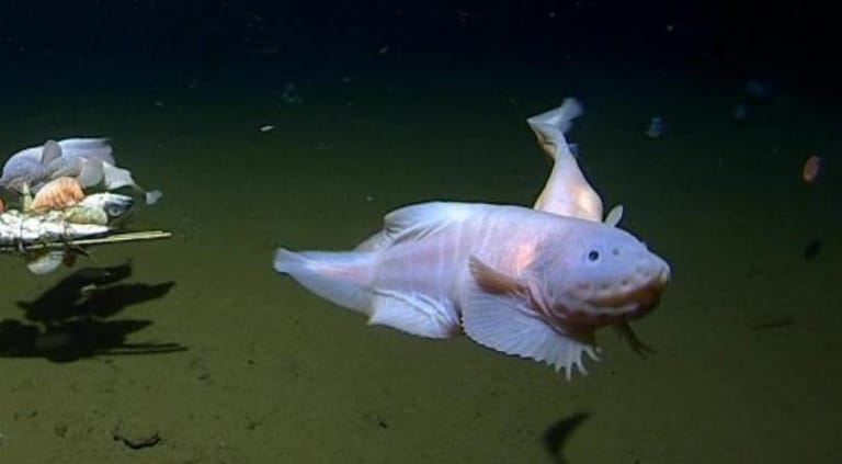 Scientists Film Deepest Ever Fish on Seabed Off Japan