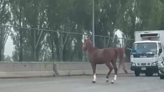 بالفيديو: حصان عكس السير... على الطريق!