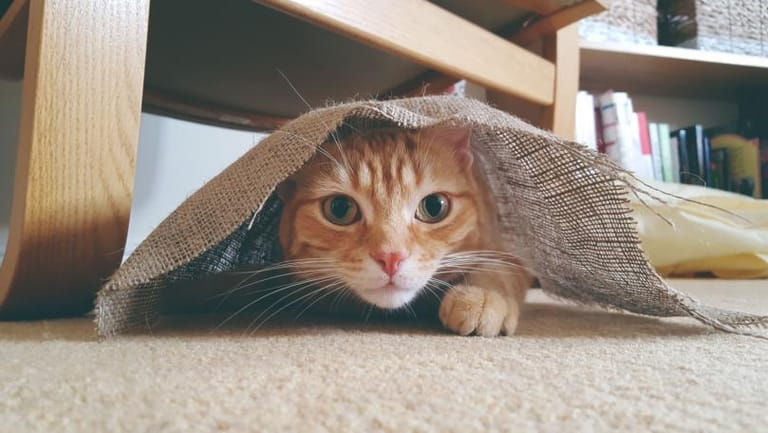 Scientists discover mysterious link between cats and schizophrenia