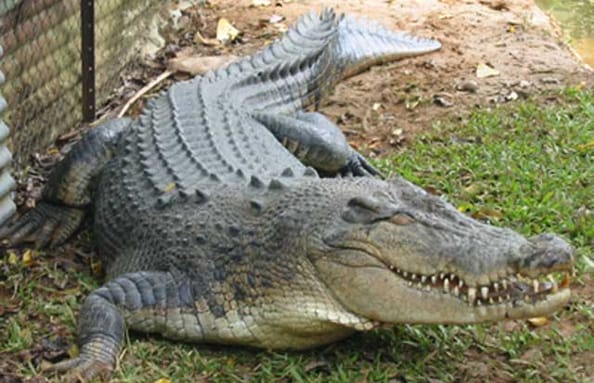 تمساح يفاجئ أستراليا في حمام السباحة