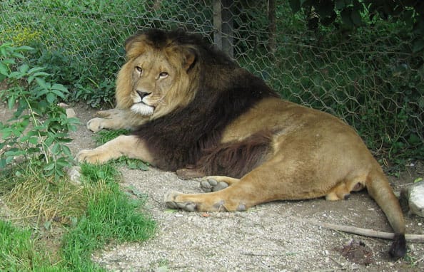 أسد يشنق نفسه في حديقة بإندونيسيا