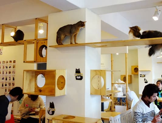 مقهى القطط اصبح موجودا في نيويورك