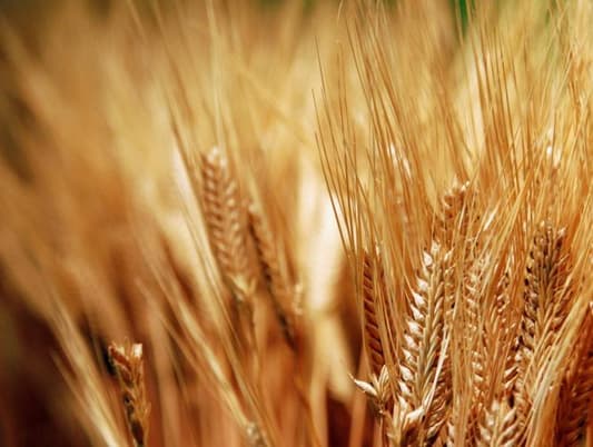 مصر تشتري 55 ألف طن من القمح الأميركي