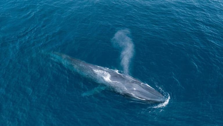 Blue Whales Found to Swallow 10 Million Microplastic Pieces Daily