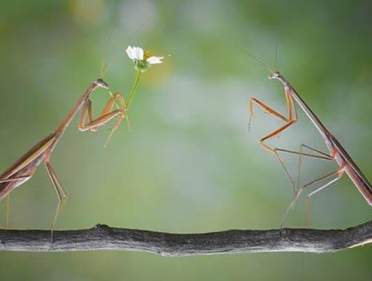 بالصورة: للحشرات أيضاً لحظات رومانسية