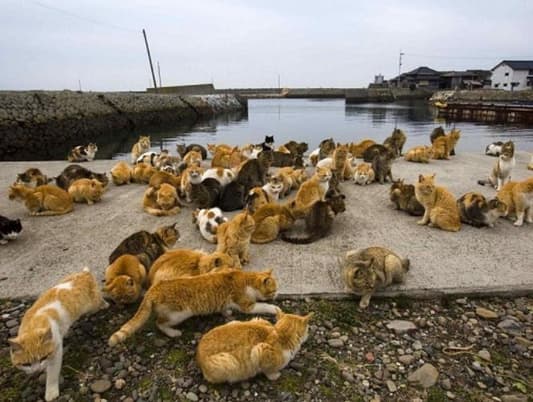 بالفيديو والصور: جيش من القطط يحكم جزيرة