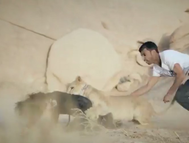 Footage: Lion Attacks Saudi Child on Film Set 