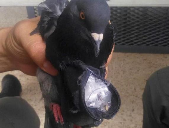 بالصورة: حمامة تهرّب المخدرات إلى السجن