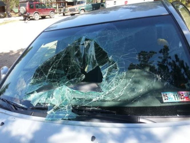 Bear Breaks into Car, Destroys it While Trying to Escape