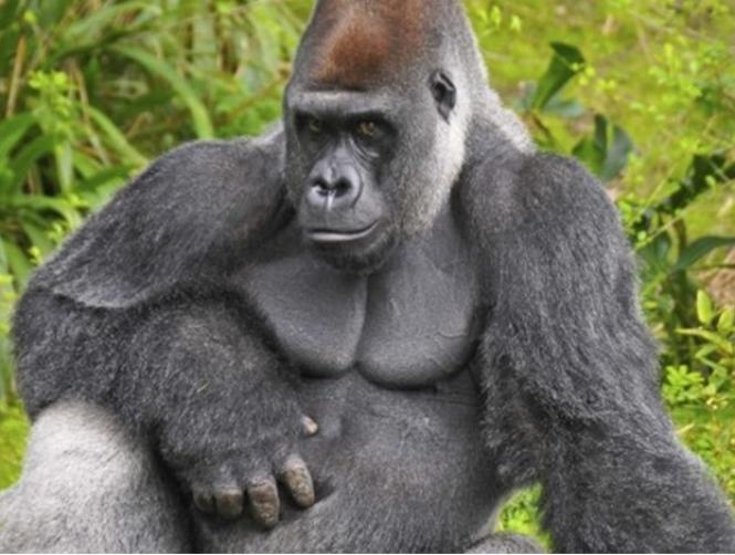 Study: Gorillas May Have Capacity for Speech 