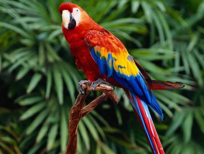 Parrot Detained in India for Hurling Obscenities at 85-Year-Old Woman